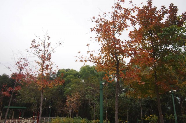 第十一個 紅葉 景點 九龍 觀塘 香港 清水灣道 佐敦谷公園 草地