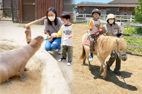 日本近距離親親小動物！餵水豚君／騎馬仔好好玩！